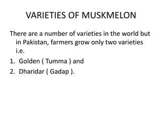 VARIETIES OF MUSKMELON
There are a number of varieties in the world but
in Pakistan, farmers grow only two varieties
i.e.
1. Golden ( Tumma ) and
2. Dharidar ( Gadap ).
 