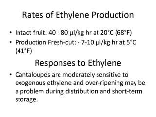 Rates of Ethylene Production
• Intact fruit: 40 - 80 µl/kg hr at 20°C (68°F)
• Production Fresh-cut: - 7-10 µl/kg hr at 5°C
(41°F)
Responses to Ethylene
• Cantaloupes are moderately sensitive to
exogenous ethylene and over-ripening may be
a problem during distribution and short-term
storage.
 