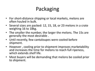 Packaging
• For short-distance shipping or local markets, melons are
often hauled in bulk.
• Several sizes are packed: 12, 15, 18, or 23 melons in a crate
weighing 16 to 18kg.
• The smaller the number, the larger the melons. The 15s are
generally the most desirable .
• Until recently, few cantaloupes were cooled before
shipment.
• However , cooling prior to shipment improves marketability
and increases the time for melons to reach full ripeness,
which extends shelf life.
• Most buyers will be demanding that melons be cooled prior
to shipment.
 