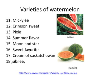 Varieties of watermelon
11. Mickylee
12. Crimson sweet
13. Pixie
14. Summer flavor
15. Moon and star
16. Sweet favorite
17. Cream of saskatchewan
18.jubilee.
jubilee
starlight
http://www.saveur.com/gallery/Varieties-of-Watermelon
 