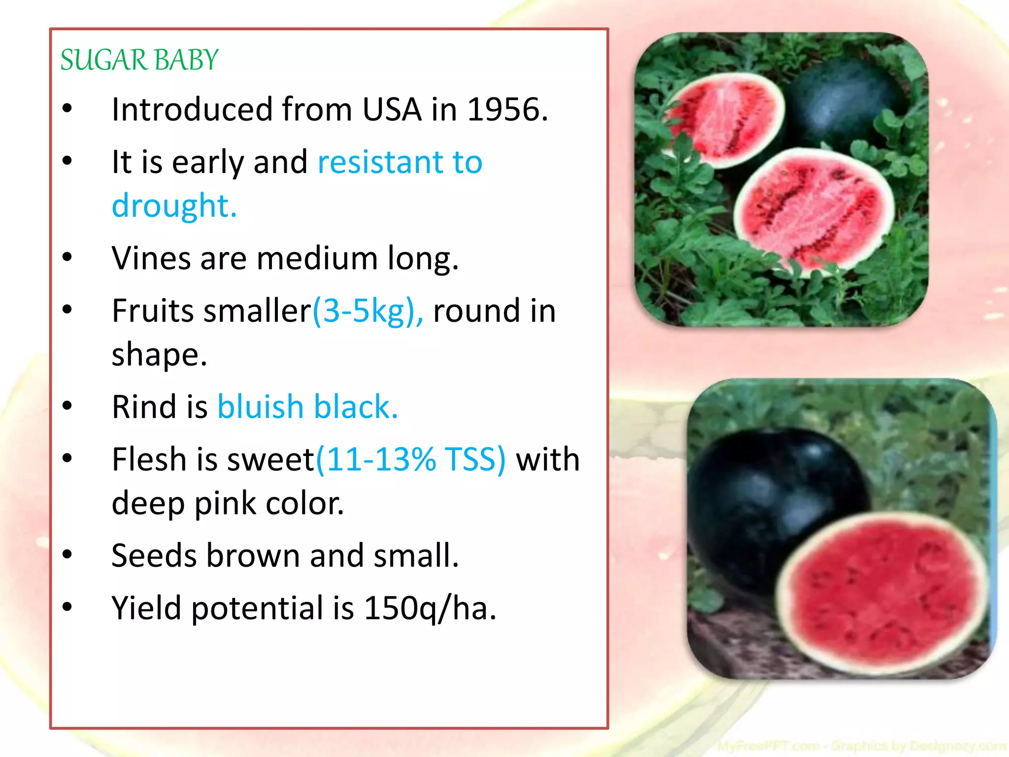 Watermelon | PPT