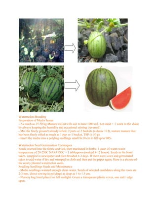 Watermelon Breeding
Preparation of Media Semai
- As much as 25-50 kg Manure mixed with soil to land 1000 m2. Let stand + 1 week in the shade
by always keeping the humidity and occasional stirring (reversed).
- Mix the finely ground (already sifted) 2 parts or 2 buckets (volume 10 l), mature manure that
has been finely sifted as much as 1 part or 1 bucket, TSP (± 50 g).
- Insert the media into a polybag seedlings small 8x10 cm to fill up to 90%.

Watermelon Seed Germination Techniques
Seeds inserted into the fabric and tied, then marinated in herbs: 1 quart of warm water
temperature of 20-250C NASA POC + 1 tablespoon (soaked 8-12 hours). Seeds in the bond
taken, wrapped in newspaper and then brooded 1-2 days. If there were sown and germinated
taken to add water if dry and wrapped in cloth and then put the paper again. Here is a picture of
the newly planted watermelon seeds.
Seedling Seedlings Seeds and Maintenance
- Media seedlings watered enough clean water. Seeds of selected candidates along the roots are
2-3 mm, direct sowing in polybags as deep as 1 to 1.5 cm.
- Nursery bag lined placed so full sunlight. Given a transparent plastic cover, one end / edge
open.
 
