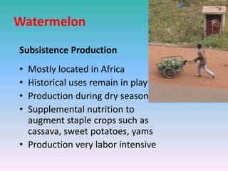Watermelon
Subsistence Production
• Mostly located in Africa
• Historical uses remain in play
• Production during dry season
• Supplemental nutrition to
augment staple crops such as
cassava, sweet potatoes, yams
• Production very labor intensive
 