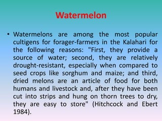 Watermelon
• Watermelons are among the most popular
cultigens for forager-farmers in the Kalahari for
the following reasons: "First, they provide a
source of water; second, they are relatively
drought-resistant, especially when compared to
seed crops like sorghum and maize; and third,
dried melons are an article of food for both
humans and livestock and, after they have been
cut into strips and hung on thorn trees to dry,
they are easy to store" (Hitchcock and Ebert
1984).
 