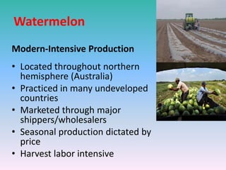 Watermelon
Modern-Intensive Production
• Located throughout northern
hemisphere (Australia)
• Practiced in many undeveloped
countries
• Marketed through major
shippers/wholesalers
• Seasonal production dictated by
price
• Harvest labor intensive
 