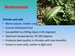 Watermelon
Climate and soils
• Warm season, tender crop
• Cannot withstand frost
• Susceptible to chilling injury (<45 degrees)
• Optimum temperatures 70-100 degrees
• Produces best quality in climates with low humidity
• Grows in most soils, earlier in light soils
 