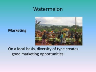 Watermelon
Marketing
On a local basis, diversity of type creates
good marketing opportunities
 
