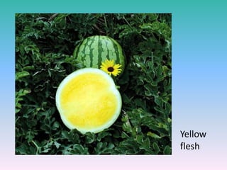 Yellow
flesh
 