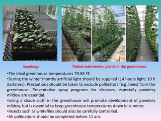 Seedlings Trailed watermelon plants in the greenhouse
•The ideal greenhouse temperatures 70-85 ºF.
•During the winter months artificial light should be supplied (14 hours light: 10 h
darkness). Precautions should be taken to exclude pollinators (e.g. bees) from the
greenhouse. Preventative spray programs for diseases, especially powdery
mildew are essential.
•Using a shade cloth in the greenhouse will promote development of powdery
mildew, but is essential to keep greenhouse temperatures down in summer.
•Insects such as whiteflies should also be carefully controlled.
•All pollinations should be completed before 11 am.
 