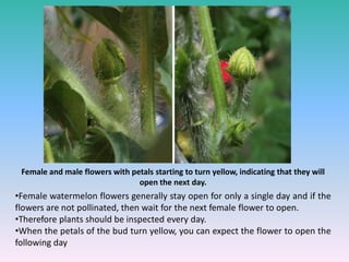 •Female watermelon flowers generally stay open for only a single day and if the
flowers are not pollinated, then wait for the next female flower to open.
•Therefore plants should be inspected every day.
•When the petals of the bud turn yellow, you can expect the flower to open the
following day
Female and male flowers with petals starting to turn yellow, indicating that they will
open the next day.
 