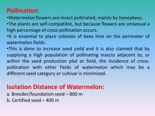 Pollination:
•Watermelon flowers are insect pollinated, mainly by honeybees.
•The plants are self-compatible, but because flowers are unisexual a
high percentage of cross-pollination occurs.
•It is essential to place colonies of bees hive on the perimeter of
watermelon fields.
•This is done to increase seed yield and it is also claimed that by
supplying a high population of pollinating insects adjacent to, or
within the seed production plot or field, the incidence of cross-
pollination with other fields of watermelon which may be a
different seed category or cultivar is minimized.
Isolation Distance of Watermelon:
a. Breeder/foundation seed – 800 m
b. Certified seed – 400 m
 