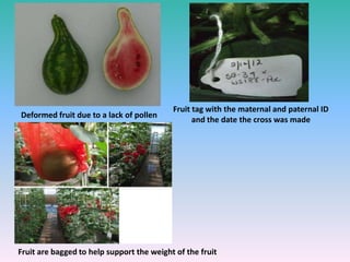 Deformed fruit due to a lack of pollen
Fruit tag with the maternal and paternal ID
and the date the cross was made
Fruit are bagged to help support the weight of the fruit
 