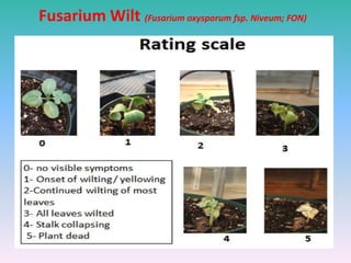 Fusarium Wilt (Fusarium oxysporum fsp. Niveum; FON)
 