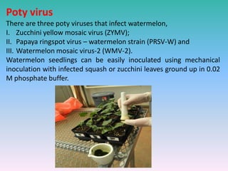 Poty virus
There are three poty viruses that infect watermelon,
I. Zucchini yellow mosaic virus (ZYMV);
II. Papaya ringspot virus – watermelon strain (PRSV-W) and
III. Watermelon mosaic virus-2 (WMV-2).
Watermelon seedlings can be easily inoculated using mechanical
inoculation with infected squash or zucchini leaves ground up in 0.02
M phosphate buffer.
 