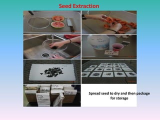 Seed Extraction
Spread seed to dry and then package
for storage
 
