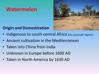 Watermelon
Origin and Domestication
• Indigenous to south-central Africa (dry savannah regions)
• Ancient cultivation in the Mediterranean
• Taken into China from India
• Unknown in Europe before 1600 AD
• Taken in North America by 1630 AD
 