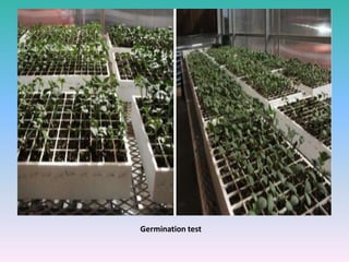 Germination test
 