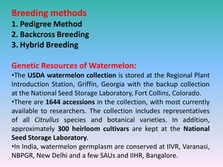 Breeding methods
1. Pedigree Method
2. Backcross Breeding
3. Hybrid Breeding
Genetic Resources of Watermelon:
•The USDA watermelon collection is stored at the Regional Plant
Introduction Station, Griffin, Georgia with the backup collection
at the National Seed Storage Laboratory, Fort Collins, Colorado.
•There are 1644 accessions in the collection, with most currently
available to researchers. The collection includes representatives
of all Citrullus species and botanical varieties. In addition,
approximately 300 heirloom cultivars are kept at the National
Seed Storage Laboratory.
•In India, watermelon germplasm are conserved at IIVR, Varanasi,
NBPGR, New Delhi and a few SAUs and IIHR, Bangalore.
 