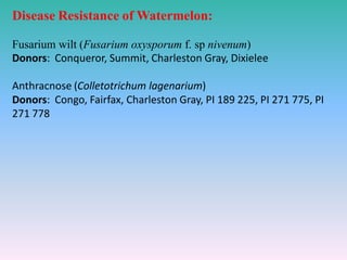 Disease Resistance of Watermelon:
Fusarium wilt (Fusarium oxysporum f. sp nivenum)
Donors: Conqueror, Summit, Charleston Gray, Dixielee
Anthracnose (Colletotrichum lagenarium)
Donors: Congo, Fairfax, Charleston Gray, PI 189 225, PI 271 775, PI
271 778
 