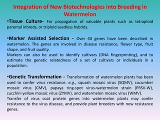 Integration of New Biotechnologies into Breeding in
Watermelon
•Tissue Culture- For propagation of valuable plants such as tetraploid
parental inbreds, or triploid seedless hybrids.
•Marker Assisted Selection - Over 40 genes have been described in
watermelon. The genes are involved in disease resistance, flower type, fruit
shape, and fruit quality.
Markers can also be used to identify cultivars (DNA fingerprinting), and to
estimate the genetic relatedness of a set of cultivars or individuals in a
population.
•Genetic Transformation - Transformation of watermelon plants has been
used to confer virus resistance. e.g., squash mosaic virus (SQMV), cucumber
mosaic virus (CMV), papaya ring-spot virus-watermelon strain (PRSV-W),
zucchini yellow mosaic virus (ZYMV), and watermelon mosaic virus (WMV).
Transfer of virus coat protein genes into watermelon plants may confer
resistance to the virus disease, and provide plant breeders with new resistance
genes.
 