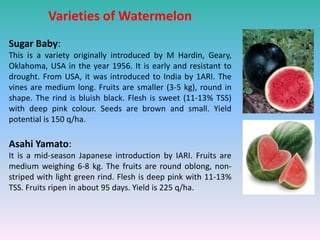 Varieties of Watermelon
Sugar Baby:
This is a variety originally introduced by M Hardin, Geary,
Oklahoma, USA in the year 1956. It is early and resistant to
drought. From USA, it was introduced to India by 1ARI. The
vines are medium long. Fruits are smaller (3-5 kg), round in
shape. The rind is bluish black. Flesh is sweet (11-13% TSS)
with deep pink colour. Seeds are brown and small. Yield
potential is 150 q/ha.
Asahi Yamato:
It is a mid-season Japanese introduction by IARI. Fruits are
medium weighing 6-8 kg. The fruits are round oblong, non-
striped with light green rind. Flesh is deep pink with 11-13%
TSS. Fruits ripen in about 95 days. Yield is 225 q/ha.
 