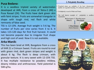 Pusa Bedana:
It is a seedless triploid variety of watermelon
developed at IARI, from a cross of Tetra-2 (4X) x
Pusa Rasaal (2X). The fruits have dark green skin
with faint stripes. Fruits are somewhat triangular in
shape with tough rind, red flesh and white
remnants of false seed.
TSS is 12-13%. Average fruit weight is 5-6 kg. The
number of fruits per vine varies from 3 to 6. It
takes 115-120 days for first fruit harvest. It could
not become popular due to irregular fruit shape
and high cost of seed. Now it is not available.
Arka Manik:
This has been bred at IIHR, Bangalore from a cross
of IIHR 21 x Crimson Sweet. Fruits are round to oval
with green rind, dark green stripes and weight is
about 6 kg. The flesh is deep crimson, with
granular texture. It is very sweet with 12-15% TSS.
It has multiple resistance to powdery mildew,
downy mildew and anthracnose. Yield potential is
500 q/ha.
 