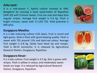 Arka Jyoti:
It is a mid-season F1 hybrid cultivar evolved at IIHR,
Bangalore by crossing a local watermelon of Rajasthan
(IIHR 20) with Crimson Sweet. Fruit are oval and deep blue
angular stripes. Average fruit weight is 5-6 kg. Flesh is
bright crimson, sweet with 11-13% TSS. Yield potential is
600 q/ha.
Durgapura Meetha:
It is a late maturing cultivar (125 days). Fruit is round and
light-green. Rind is thick with good keeping quality. Flesh is
sweet with TSS around 11% and dark-red colour. Average
fruit weight is 6-8 kg. Seeds have black tip and margin.
Yield is 40-45 tonnes/ha. It is released by Agricultural
Research Station, Durgapura, Rajasthan.
Durgapura Kesar:
It is a late cultivar. Fruit weight is 4-5 kg. Skin is green with
stripes. Flesh is yellow in colour, and moderately sweet.
Seeds are large. It is released by Agricultural Research
Station, Durgapura, Rajasthan.
 