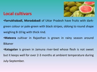 Local cultivars
•Farrukhabadi, Moradabadi of Uttar Pradesh have fruits with dark-
green colour or pale-green with black stripes, oblong to round shape
weighing 8-10 kg with thick rind.
•Mateera cultivar in Rajasthan is grown in rainy season around
Bikaner
•Katagolan is grown in Jamuna river-bed whose flesh is not sweet
but it keeps well for over 2-3 months at ambient temperature during
July-September.
 