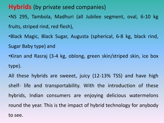 Hybrids (by private seed companies)
•NS 295, Tambola, Madhuri (all Jubilee segment, oval, 6-10 kg
fruits, striped rind, red flesh),
•Black Magic, Black Sugar, Augusta (spherical, 6-8 kg, black rind,
Sugar Baby type) and
•Kiran and Rasraj (3-4 kg, oblong, green skin/striped skin, ice box
type).
All these hybrids are sweeet, juicy (12-13% TSS) and have high
shelf- life and transportability. With the introduction of these
hybrids, Indian consumers are enjoying delicious watermelons
round the year. This is the impact of hybrid technology for anybody
to see.
 