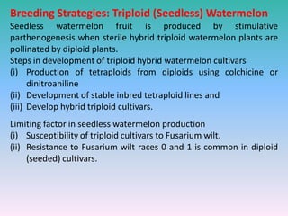 Breeding Strategies: Triploid (Seedless) Watermelon
Seedless watermelon fruit is produced by stimulative
parthenogenesis when sterile hybrid triploid watermelon plants are
pollinated by diploid plants.
Steps in development of triploid hybrid watermelon cultivars
(i) Production of tetraploids from diploids using colchicine or
dinitroaniline
(ii) Development of stable inbred tetraploid lines and
(iii) Develop hybrid triploid cultivars.
Limiting factor in seedless watermelon production
(i) Susceptibility of triploid cultivars to Fusarium wilt.
(ii) Resistance to Fusarium wilt races 0 and 1 is common in diploid
(seeded) cultivars.
 
