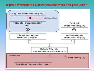 Triploid watermelon cultivar development and production.
 