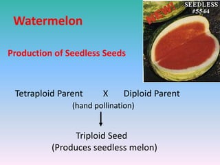 Watermelon
Production of Seedless Seeds
Tetraploid Parent X Diploid Parent
(hand pollination)
Triploid Seed
(Produces seedless melon)
 