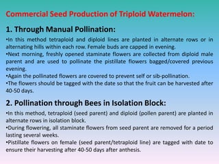 Commercial Seed Production of Triploid Watermelon:
1. Through Manual Pollination:
•In this method tetraploid and diploid lines are planted in alternate rows or in
alternating hills within each row. Female buds are capped in evening.
•Next morning, freshly opened staminate flowers are collected from diploid male
parent and are used to pollinate the pistillate flowers bagged/covered previous
evening.
•Again the pollinated flowers are covered to prevent self or sib-pollination.
•The flowers should be tagged with the date so that the fruit can be harvested after
40-50 days.
2. Pollination through Bees in Isolation Block:
•In this method, tetraploid (seed parent) and diploid (pollen parent) are planted in
alternate rows in isolation block.
•During flowering, all staminate flowers from seed parent are removed for a period
lasting several weeks.
•Pistillate flowers on female (seed parent/tetraploid line) are tagged with date to
ensure their harvesting after 40-50 days after anthesis.
 