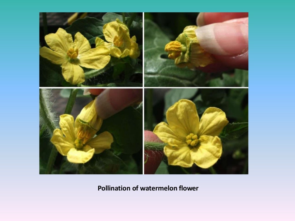 Watermelon breeding