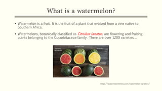 Native Watermelon Scientific studies on watermelon as medicine | PDF