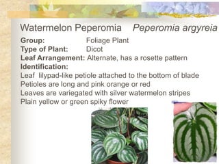 Watermelon PeperomiaPeperomiaargyreia Group:		Foliage Plant Type of Plant:	Dicot Leaf Arrangement: Alternate, has a rosette pattern Identification: Leaf lilypad-like petiole attached to the bottom of blade Petioles are long and pink orange or red  Leaves are variegated with silver watermelon stripes Plain yellow or green spiky flower 