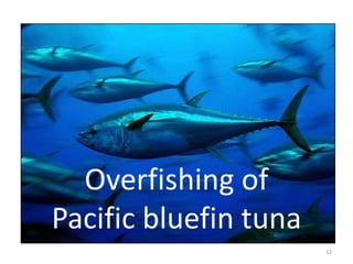Overfishing of
Pacific bluefin tuna
12

 
