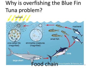 Why is overfishing the Blue Fin
Tuna problem?

Food chain

20

 