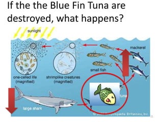 If the the Blue Fin Tuna are
destroyed, what happens?

21

 