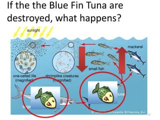 If the the Blue Fin Tuna are
destroyed, what happens?

22

 