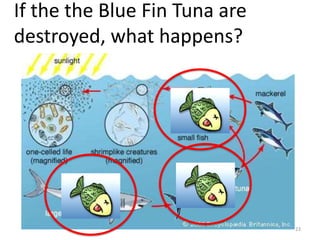 If the the Blue Fin Tuna are
destroyed, what happens?

23

 