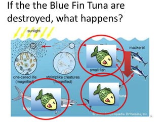 If the the Blue Fin Tuna are
destroyed, what happens?

24

 