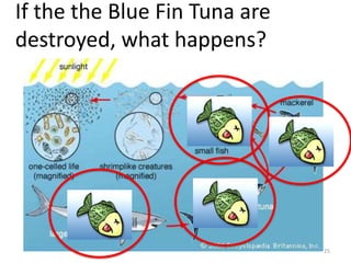 If the the Blue Fin Tuna are
destroyed, what happens?

25

 