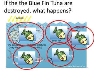If the the Blue Fin Tuna are
destroyed, what happens?

26

 