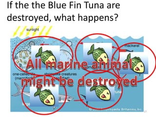 If the the Blue Fin Tuna are
destroyed, what happens?

27

 