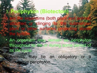 Periphytons
 