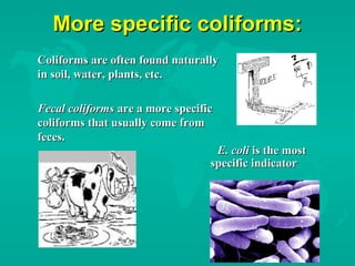 More specific coliforms:More specific coliforms:
Coliforms are often found naturallyColiforms are often found naturally
in soil, water, plants, etc.in soil, water, plants, etc.
Fecal coliformsFecal coliforms are a more specificare a more specific
coliforms that usually come fromcoliforms that usually come from
feces.feces.
E. coliE. coli is the mostis the most
specific indicatorspecific indicator
 