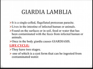 GIARDIA LAMBLIA
It is a single-celled, flagellated protozoan parasite.
Lives in the intestine of infected human or animals.
Found on the surfaces or in soil, food or water that has
been contaminated with the feces from infected human or
animals.
Once in the body giardia causes GIARDIASIS.
LIFE CYCLE:
They have two stages.
 one of which is a cyst form that can be ingested from
contaminated water.
 