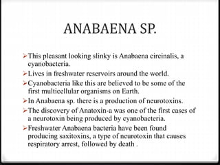 ANABAENA SP.
This pleasant looking slinky is Anabaena circinalis, a
cyanobacteria.
Lives in freshwater reservoirs around the world.
Cyanobacteria like this are believed to be some of the
first multicellular organisms on Earth.
In Anabaena sp. there is a production of neurotoxins.
The discovery of Anatoxin-a was one of the first cases of
a neurotoxin being produced by cyanobacteria.
Freshwater Anabaena bacteria have been found
producing saxitoxins, a type of neurotoxin that causes
respiratory arrest, followed by death .
 