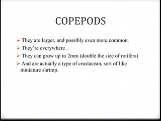 COPEPODS
 They are larger, and possibly even more common.
 They’re everywhere .
 They can grow up to 2mm (double the size of rotifers)
 And are actually a type of crustacean, sort of like
miniature shrimp.
 